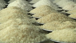 从国外进口大米怎么报关？广州货代为你详细讲解流程
